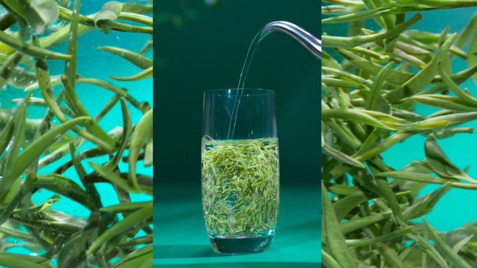 「竖屏」茶文化冲泡信阳毛尖等级展示