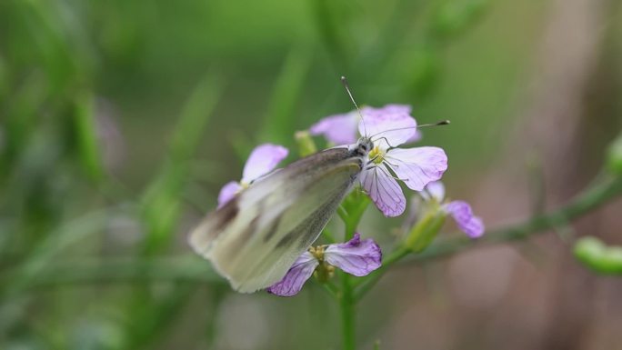 白色蝴蝶授花粉微距特写空镜素材 油菜花地