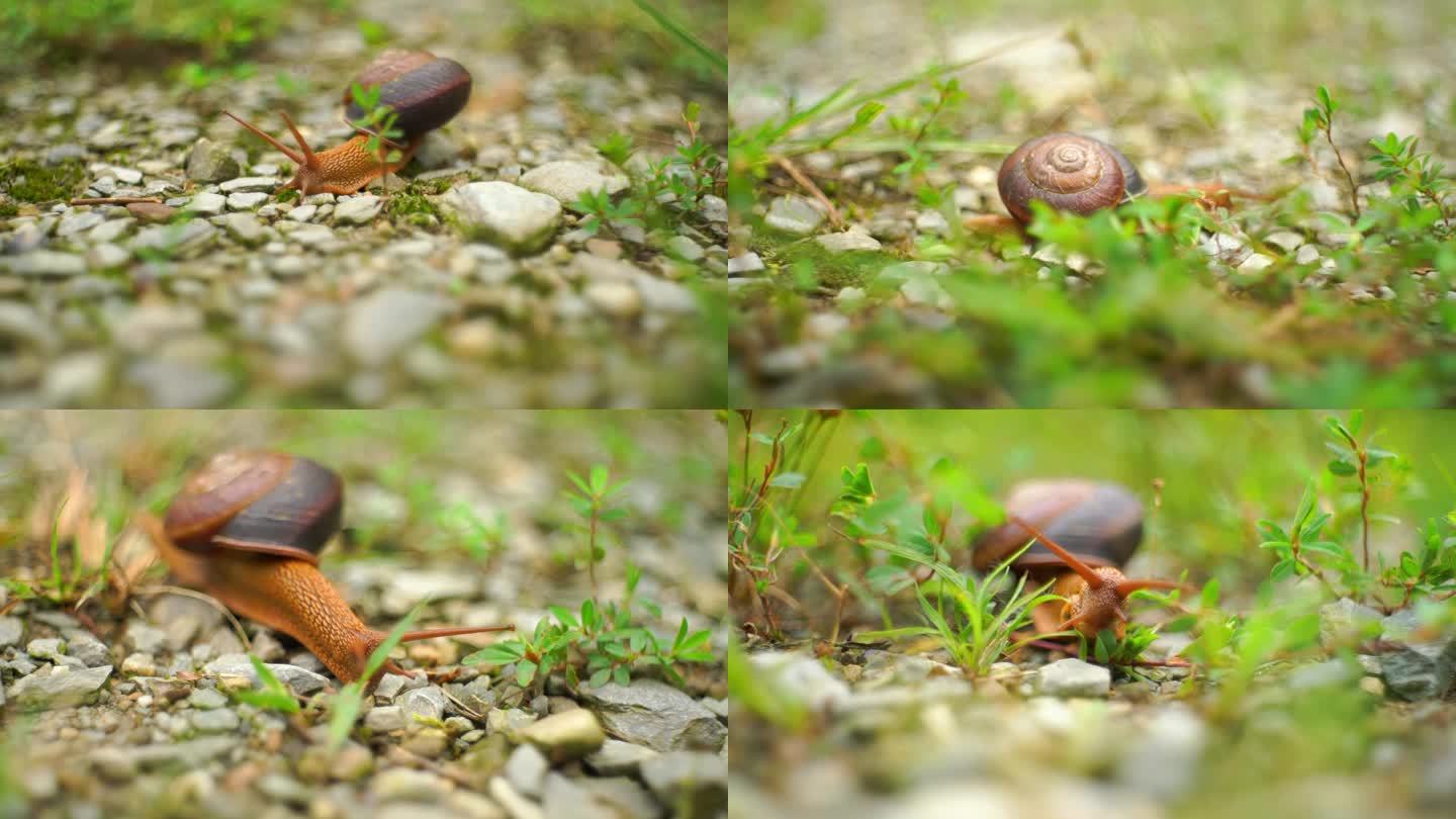 一只赶路的蜗牛