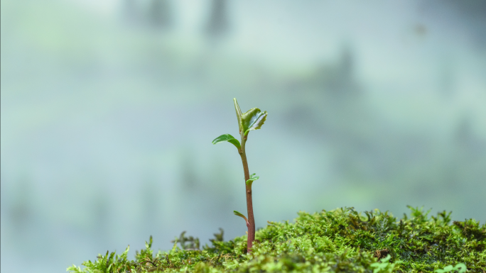 茶树生长树木发芽植物生长种子延时摄影