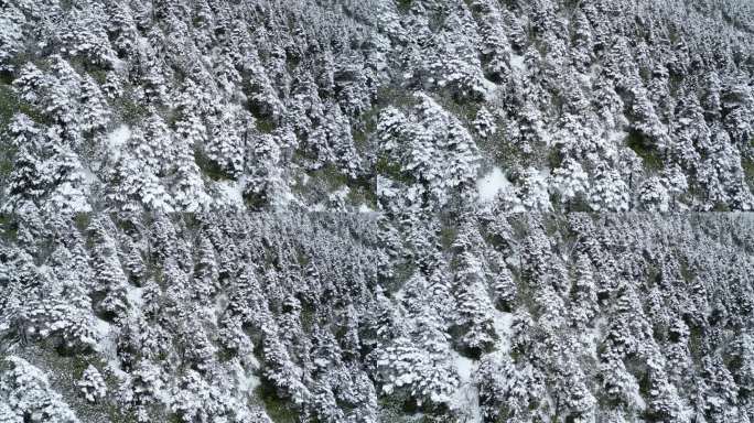 雪松雪景