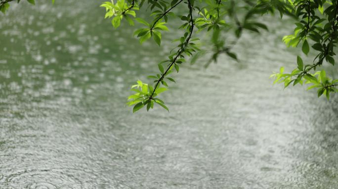 （慢镜）下雨天雨水落在湖面上绿叶摇曳