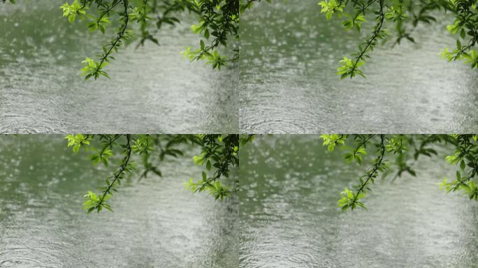 （慢镜）下雨天雨水落在湖面上绿叶摇曳