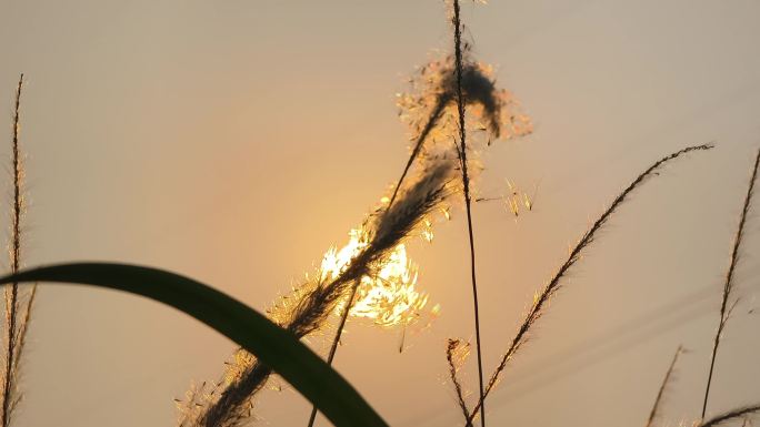 太阳阳光逆光狗尾巴草