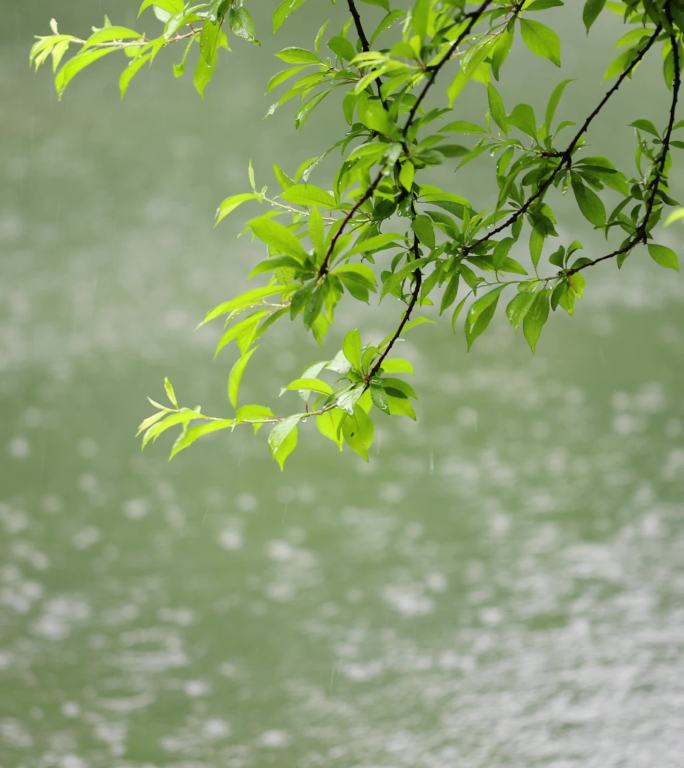 （慢镜）下雨天雨水落在湖面上竖版竖屏