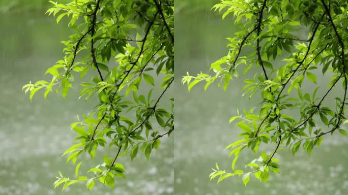 （慢镜）下雨天雨水落在湖面上竖版竖屏