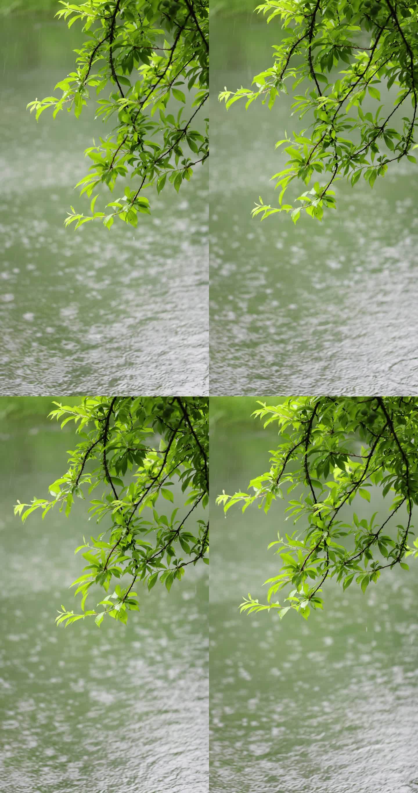 （慢镜）下雨天雨水落在湖面上竖版竖屏