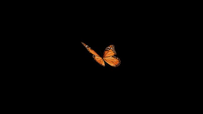 十种蝴蝶飞舞动画透明素材4K