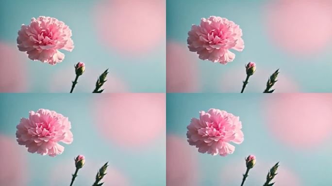 康乃馨鲜花花朵