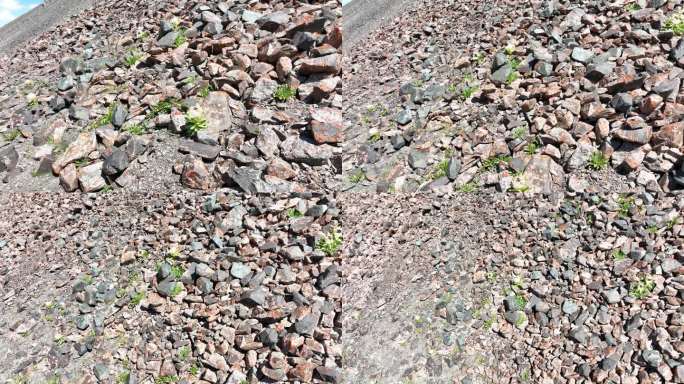 天山高山雪莲花