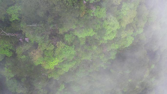 浙江天目山大树王国景区