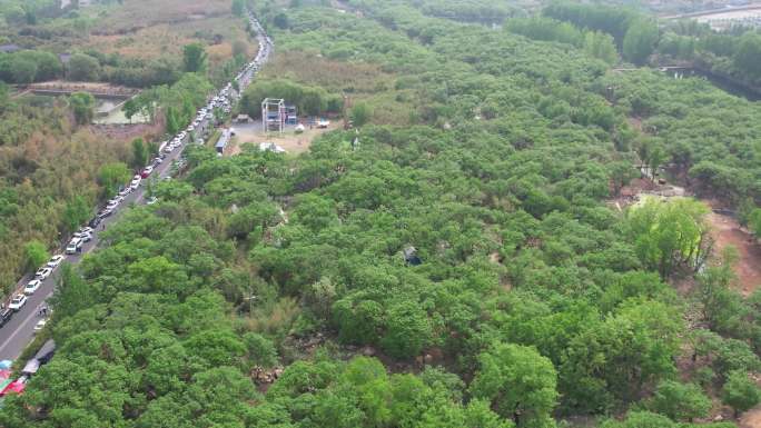 栗子 山东栗子 板栗 栗子树