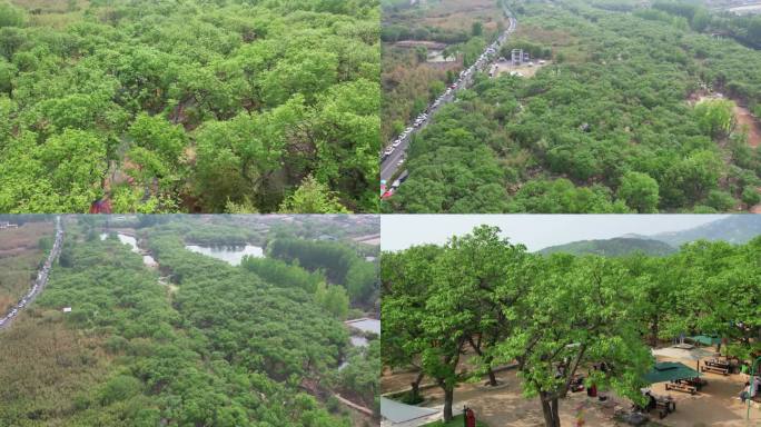 栗子 山东栗子 板栗 栗子树