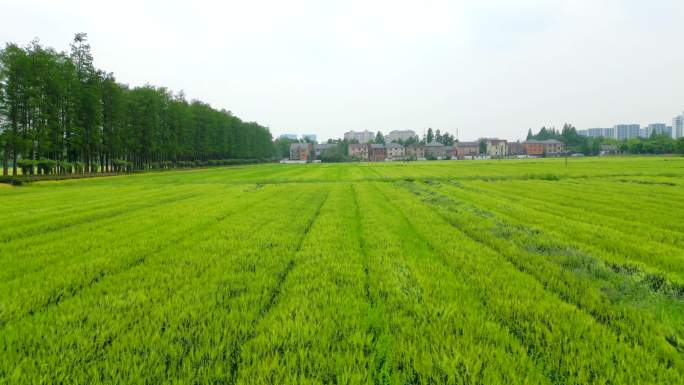 【4K】绿色的麦田田野田园风光