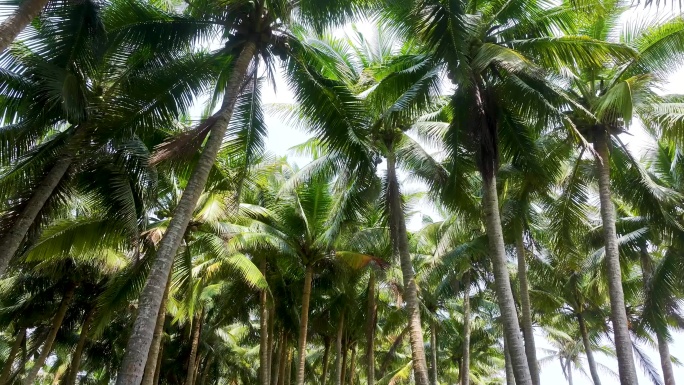 椰子林、椰子树、椰子果
