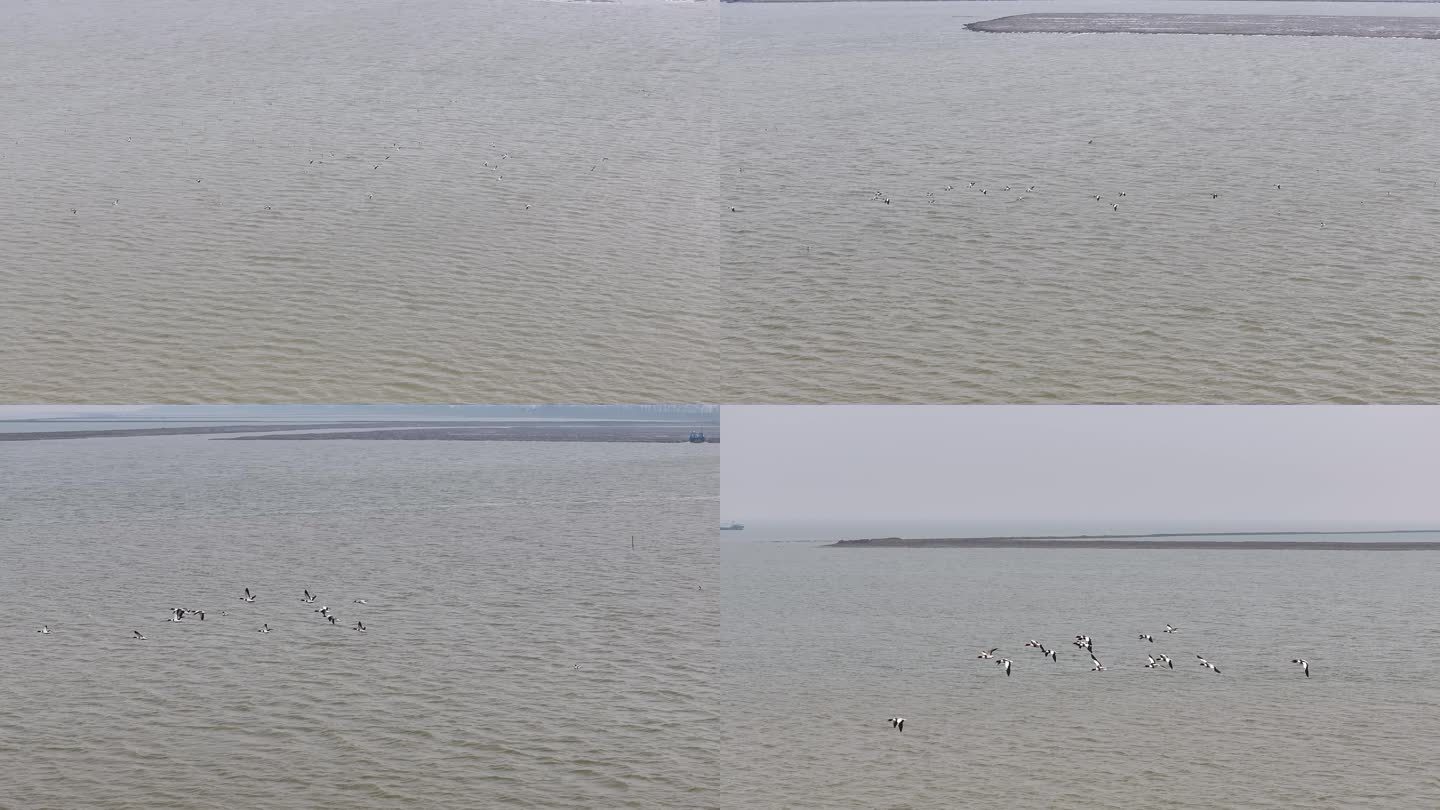 4K-Log-航拍黄海海滨飞翔的鸟