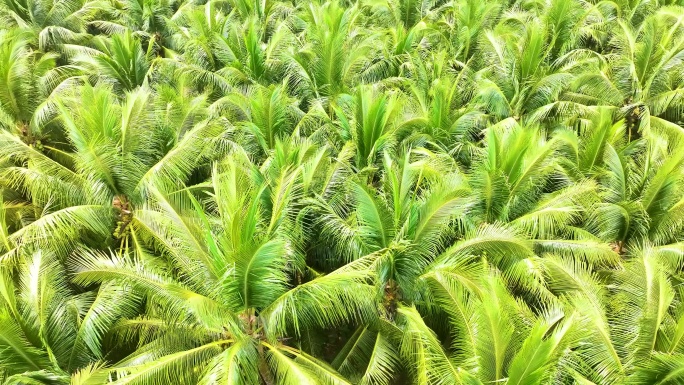 椰子树、椰子果、椰子林