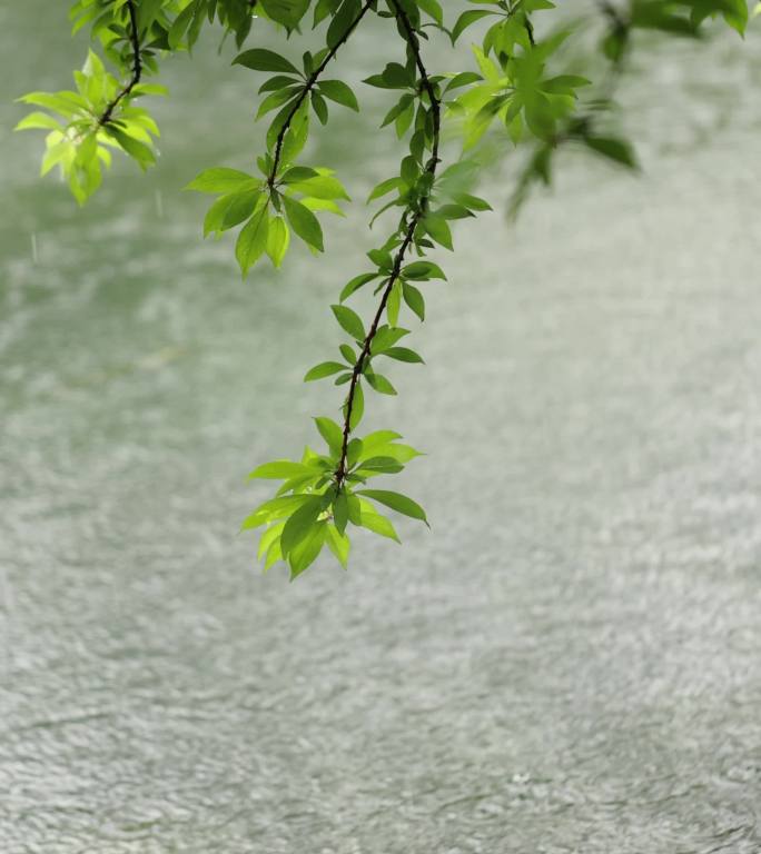 （慢镜）下雨天雨水落在湖面上竖版竖屏