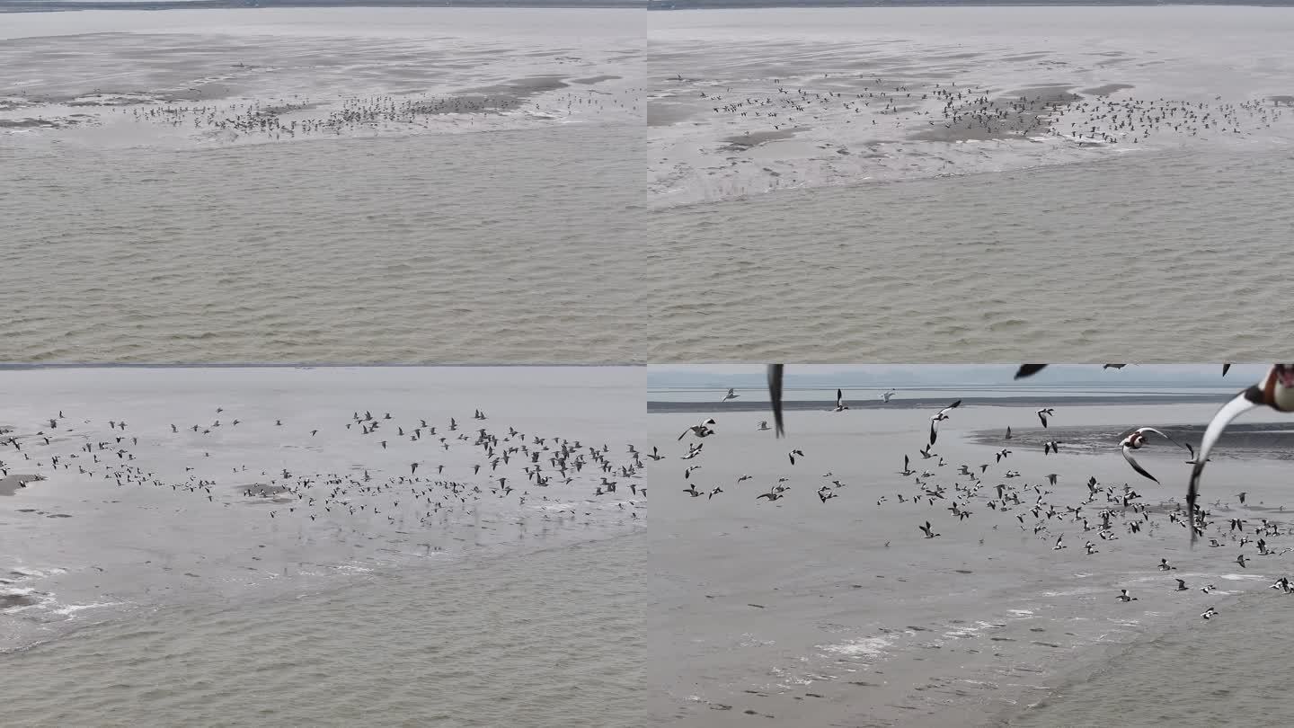 4K-Log-航拍黄海海滨飞翔的鸟
