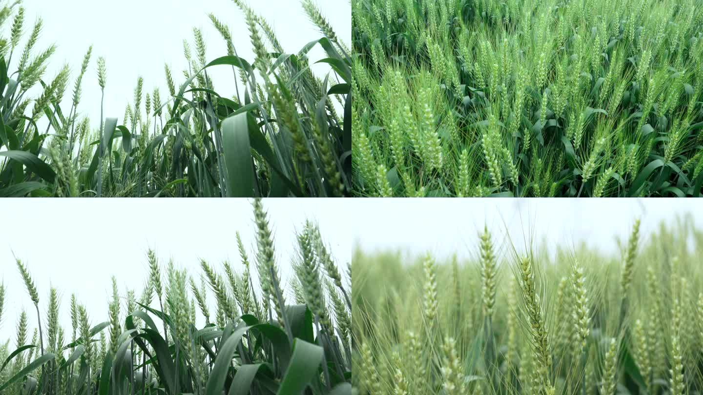 （原创4k）小麦 麦子 麦子开花