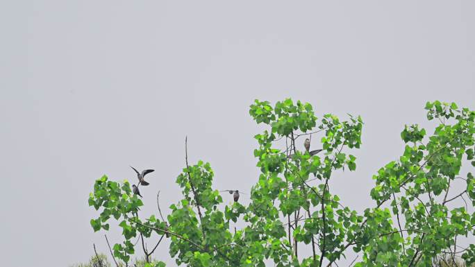 树枝上的燕隼群