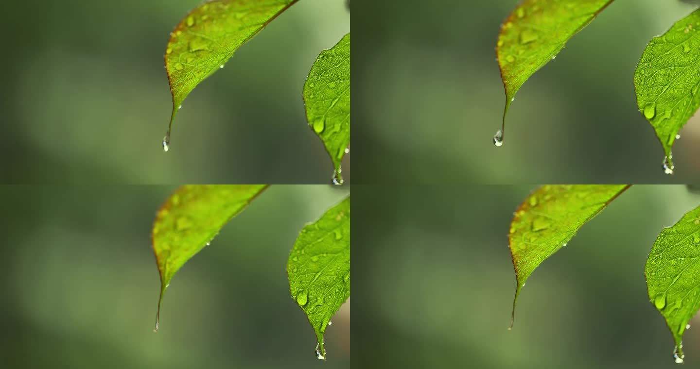 （慢镜）下雨天水珠从绿叶写滑落微距特写