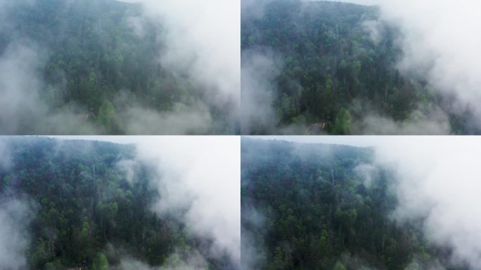 雨雾中的森林风光