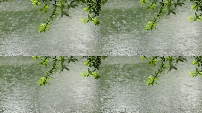 （慢镜）下雨天雨水落在湖面上绿叶摇曳