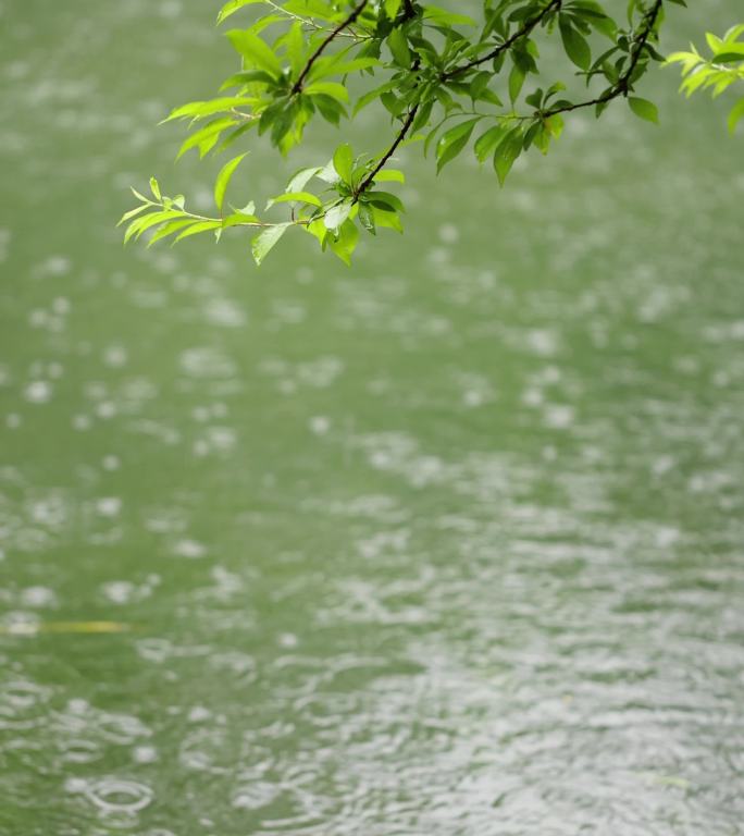 （慢镜）下雨天雨水落在湖面上竖版竖屏