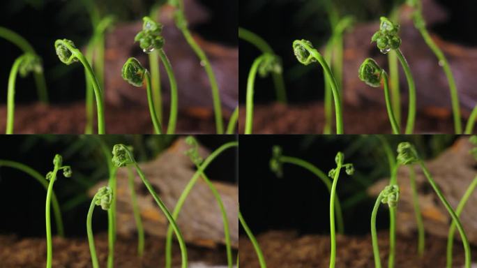 雨后露珠掉落的野生蕨菜