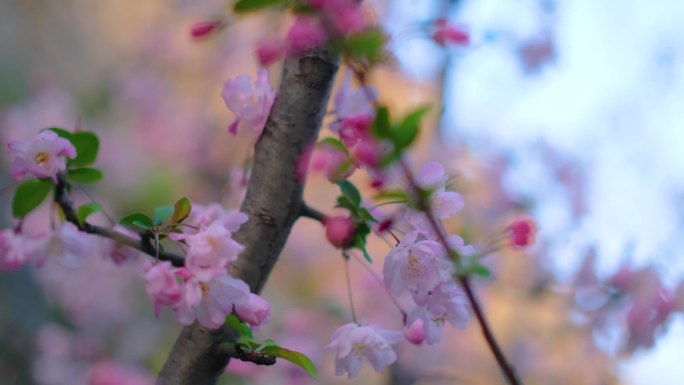 春天花朵樱花绽放过程植物延时素材