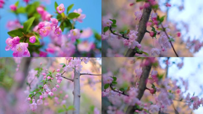 春天花朵樱花绽放过程植物延时素材