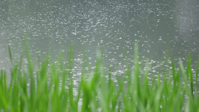 （慢镜）下雨天湖边水草随风摇曳清新唯美