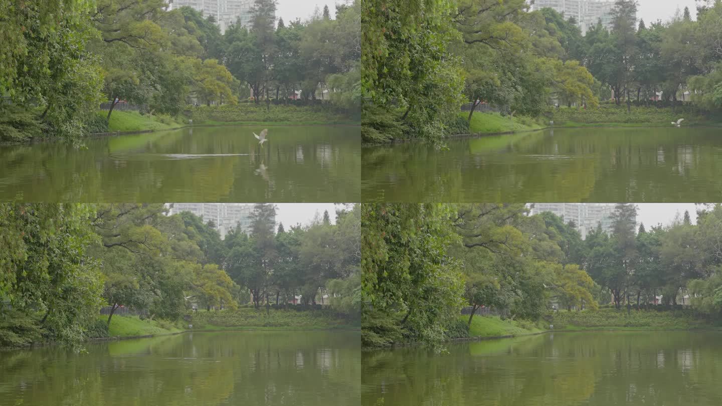 升格拍摄，广州天河公园内湖边水鸟掠水飞过