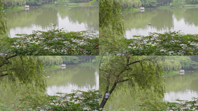 4K升格拍摄广州天河公园湖边水鸟掠水飞过