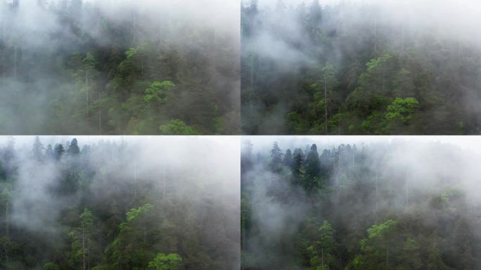 森林中的雨雾风光