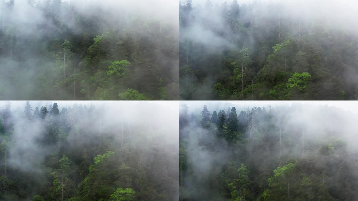 森林中的雨雾风光