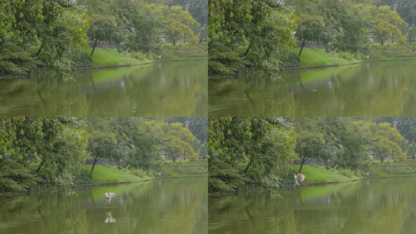升格拍摄，广州天河公园内湖边水鸟掠水飞过