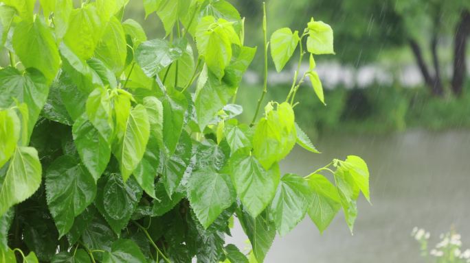 （慢镜）下雨天湖边桑树桑叶随风摇曳清新