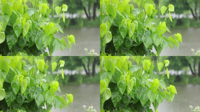 （慢镜）下雨天湖边桑树桑叶随风摇曳清新