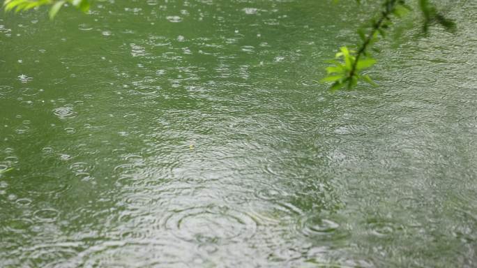 （慢镜）下雨天雨水落在湖面上绿叶摇曳