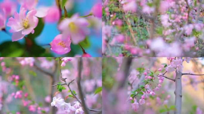 春天花朵樱花开花过程植物延时视频素材
