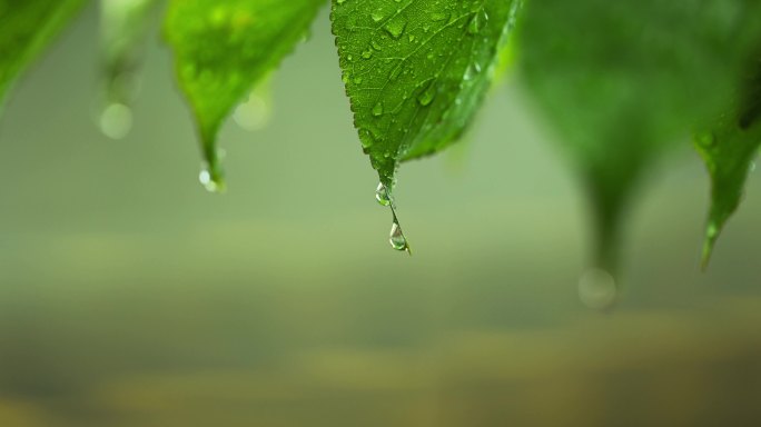 （慢镜）下雨天挂着水珠的绿叶微距特写