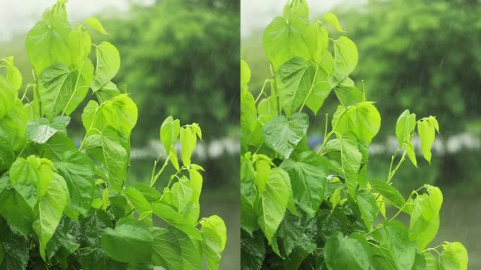 （慢镜）下雨天湖边桑树桑叶随风摇曳清新