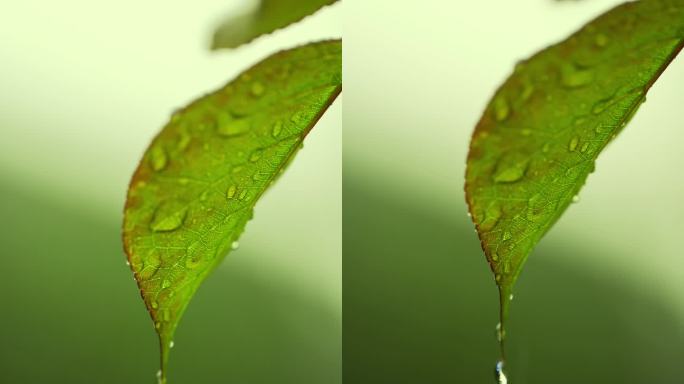 （慢镜）下雨天挂着水珠的绿叶微距特写