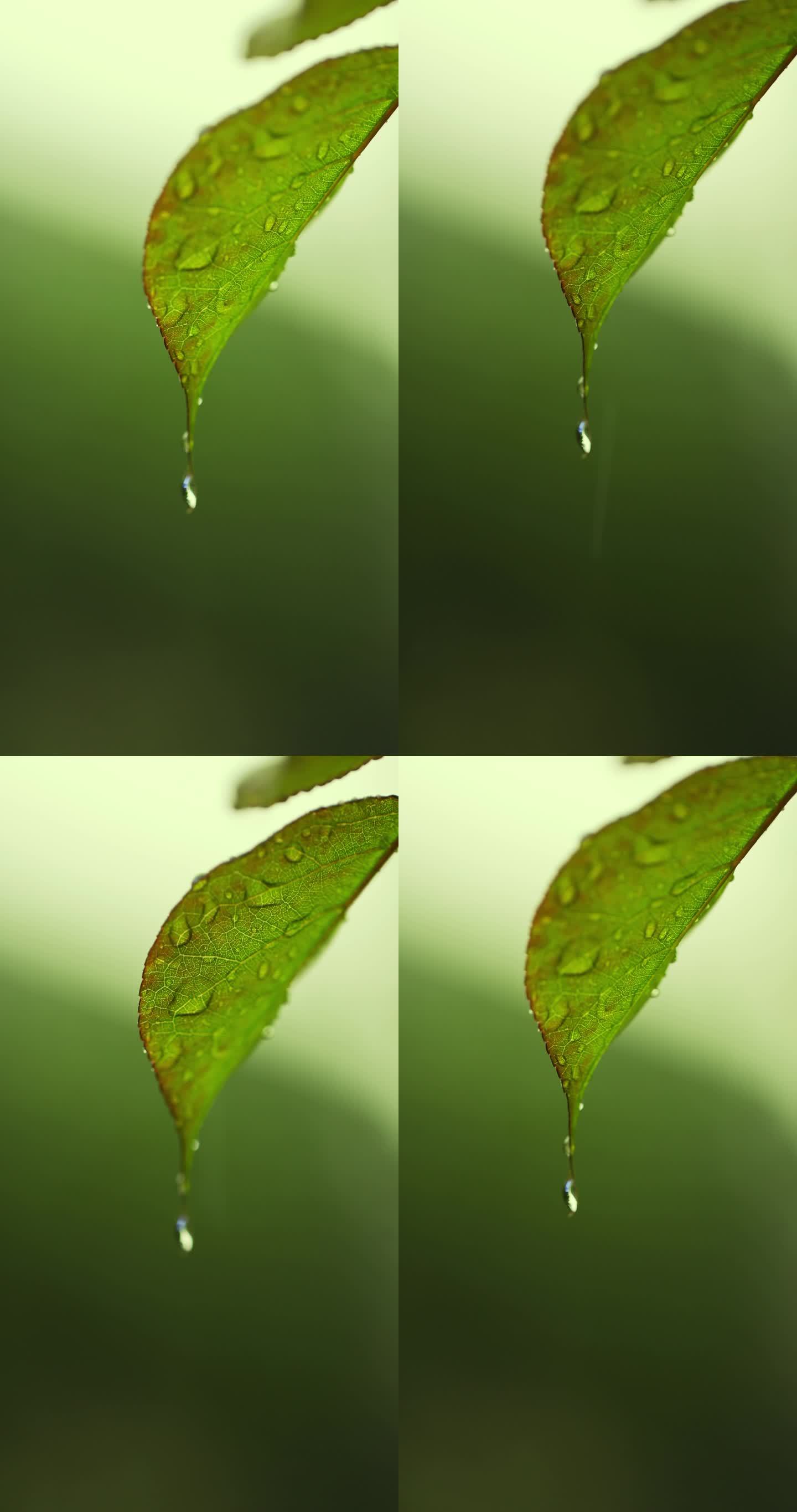 （慢镜）下雨天挂着水珠的绿叶微距特写