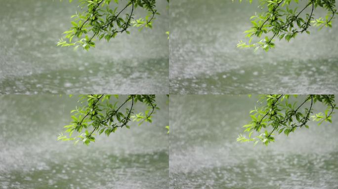 （慢镜）下雨天雨水落在湖面上绿叶摇曳