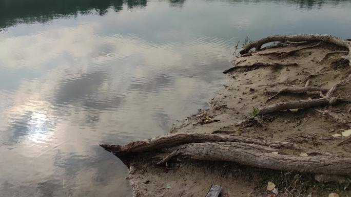 湖水岸边盘根错节的树根