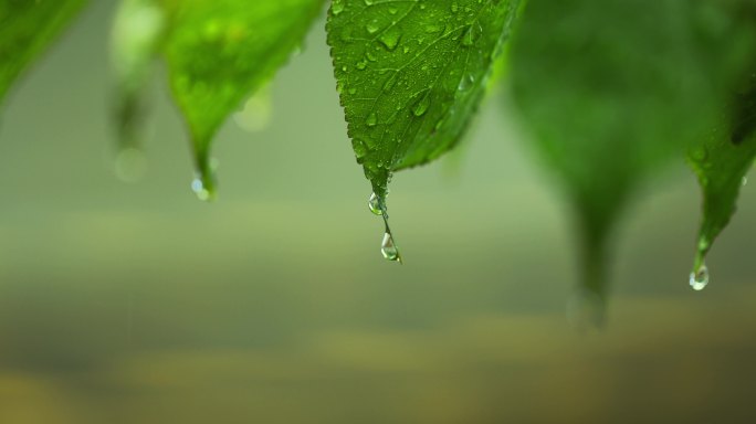 （慢镜）下雨天水珠从绿叶写滑落微距特写