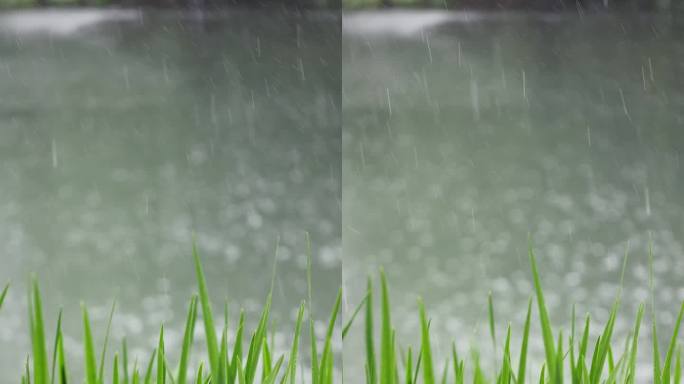 （慢镜）下雨天湖边水草随风摇曳清新唯美